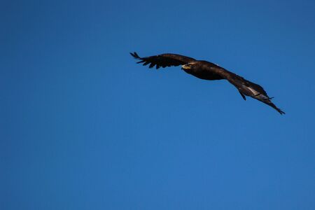 Golden Eagle - Illinois, falconry, Vorarlberg, Austriaの写真素材