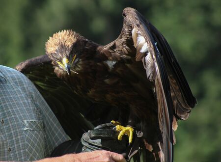 Golden Eagle - Illinois, falconry, Vorarlberg, Austriaの写真素材