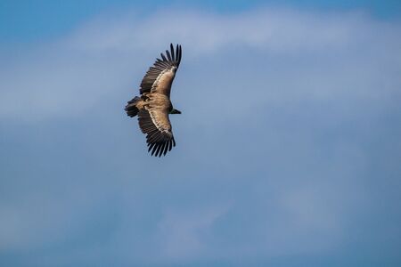 griffon vulture - Gyps fulvus, falconry, Vorarlberg, Austriaの写真素材