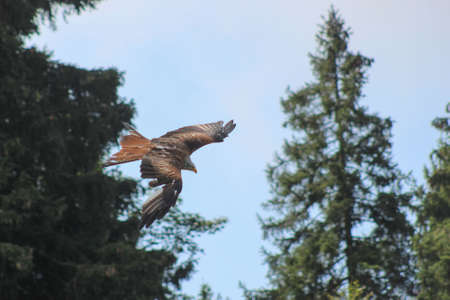red kite - Milvus milvus, falconry, Vorarlberg, Austria