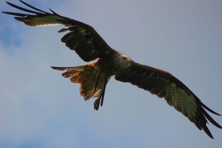 red kite - Milvus milvus, falconry, Vorarlberg, Austriaの写真素材
