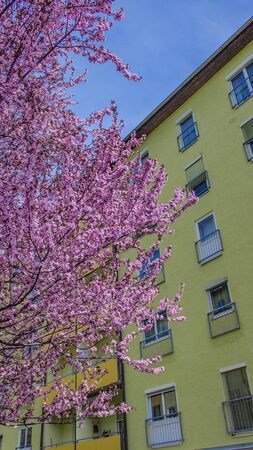 Beautiful treeflower in spring, Innsbruck, Austriaの写真素材