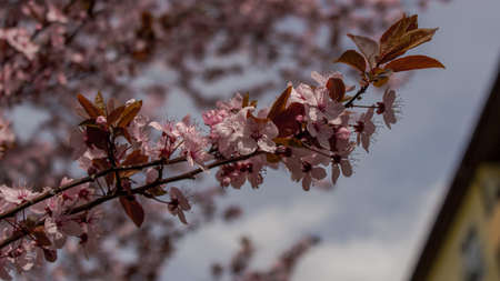 Beautiful treeflower in spring, Innsbruck, Austriaの写真素材