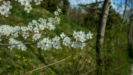 Beautiful flowers, blossom in spring, Innsbruck, Austriaの写真素材