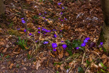 Beautiful flowers, blossom in spring, Innsbruck, Austriaの写真素材