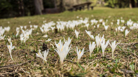 Beautiful flowers, blossom in spring, Innsbruck, Austriaの写真素材