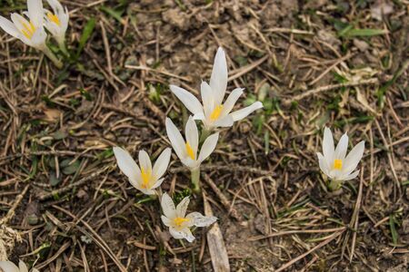 Beautiful flowers, blossom in spring, Innsbruck, Austriaの写真素材