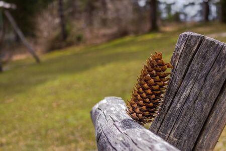 fire cone on woodの写真素材