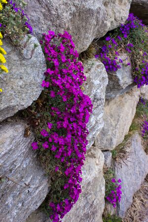 Beautiful flowers, blossom in spring, Innsbruck, Austriaの写真素材