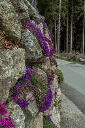 Beautiful flowers, blossom in spring, Innsbruck, Austriaの写真素材