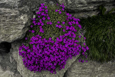 Beautiful flowers, blossom in spring, Innsbruck, Austriaの写真素材