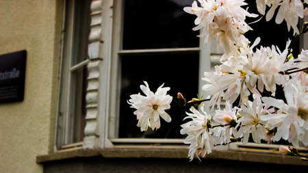 Beautiful treeflower in spring, Innsbruck, Austriaの写真素材