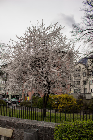 Beautiful treeflower in spring, Innsbruck, Austriaのeditorial素材