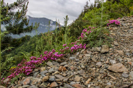 Beautiful flowers, blossom in spring, Kaunertal, Austriaの写真素材