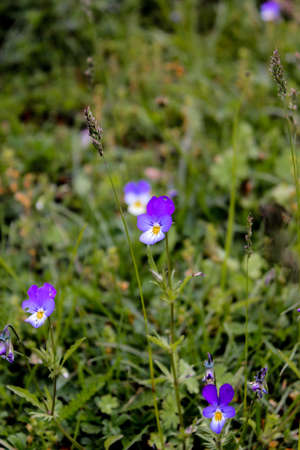 Beautiful flowers, blossom in spring, Kaunertal, Austriaの写真素材