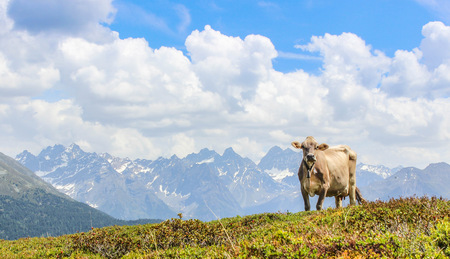 Cow in front of a beautiful mountain panorama in the beautiful landscape of tyrolの写真素材