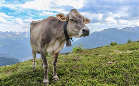 Cow in front of a beautiful mountain panorama in the beautiful landscape of tyrolの写真素材