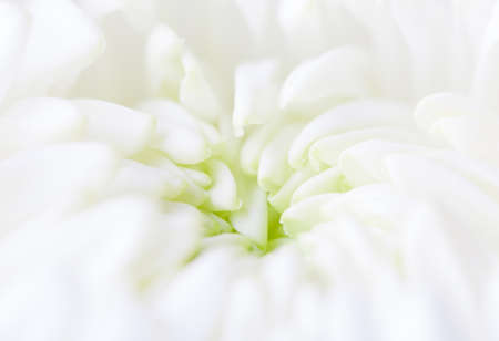 White flower bud  leaves openingの写真素材