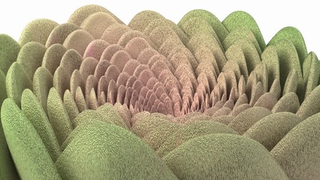 Spiral flower green and pink fluffy succulentの写真素材