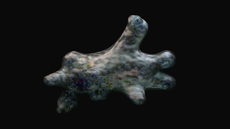 Amoeba proteus - singel nucleus, pseudopodia, food vacuolesの写真素材