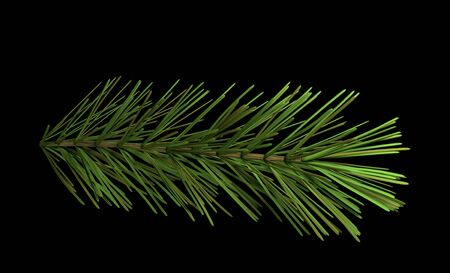 pine branch isolated on black background 3d render
