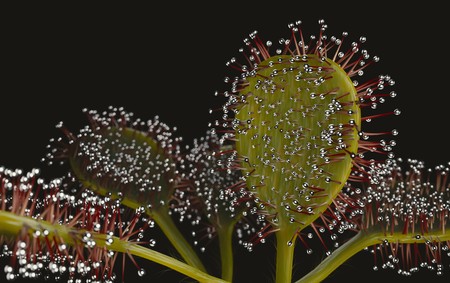 Drocera flower and it's sticky leaves 3d renderの写真素材