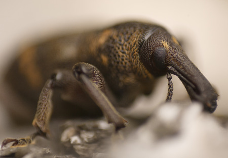 Closeup weevil in wildlife sitting on the treeの写真素材