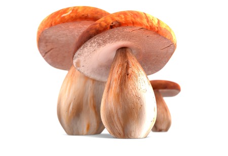 ceps isolated on white background 3d renderの写真素材