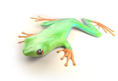 red eyed tree frog from tropical rainforest of Costa Rica isolated on white. Beautiful green and...
