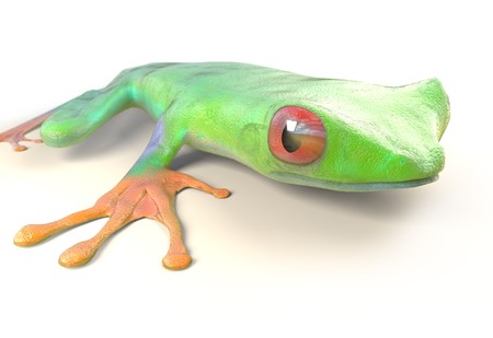 red eyed tree frog from tropical rainforest of Costa Rica isolated on white. Beautiful green and blue treefrog is an exotic animal from the rain forest. 3d renderの写真素材