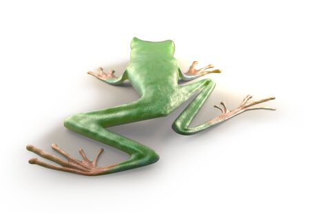 red eyed tree frog from tropical rainforest of Costa Rica isolated on white. Beautiful green and blue treefrog is an exotic animal from the rain forest. 3d renderの写真素材