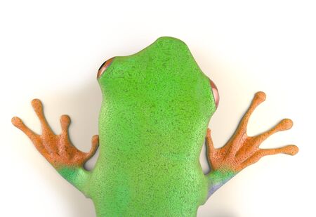 red eyed tree frog from tropical rainforest of Costa Rica isolated on white. Beautiful green and...