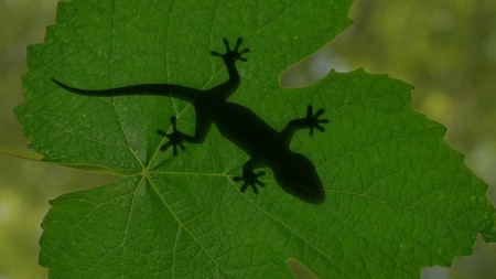 Shadow of a gecko lizard crawling on green leaves 3d illustrationの写真素材
