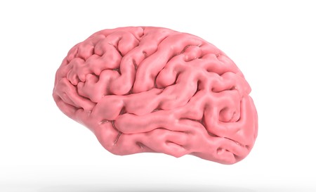 3d illustration of the human brain isolated in white 3d illustrationの写真素材