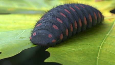 Big caterpillar black with red dots eating leaf 3d illustrationの写真素材