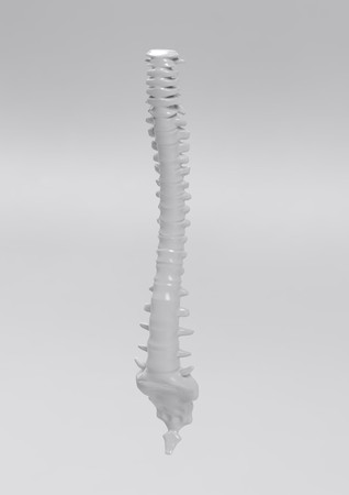 backbone human white gray isolated 3d illustrationの写真素材