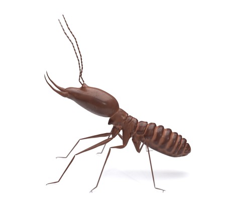 Termite on isolated whited background 3d illustrationの写真素材