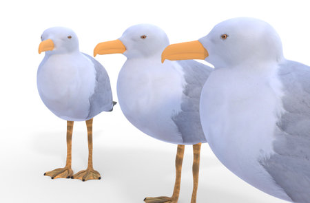 Three sea gull, isolated on white background 3d illustrationの写真素材