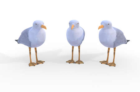 Three sea gull, isolated on white background 3d illustrationの写真素材