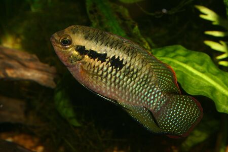 Red dots cichlid (Laetacara dorsigera) - Male の写真素材