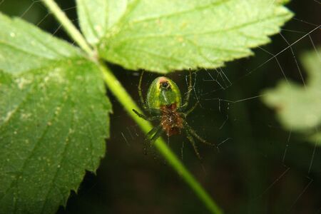 Orb-weaving spider (Araneus) in their Netの写真素材