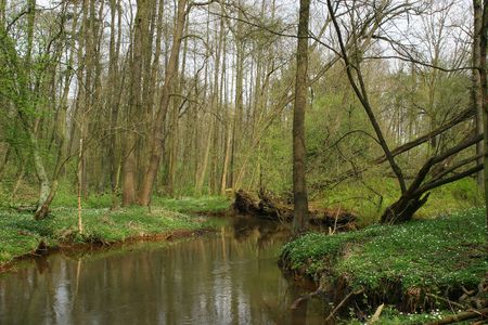 Trout brook Rossel in Saxony-Anhalt / Germanyの写真素材