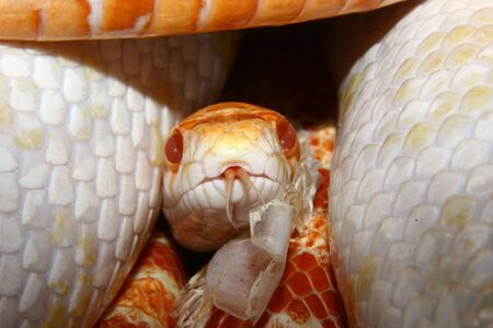 Portrait of a corn snake (Pantherophis guttata), the color form の写真素材