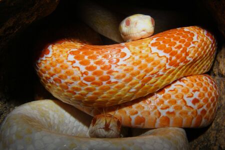 Two corn snakes (Pantherophis guttata) farming schemes の写真素材