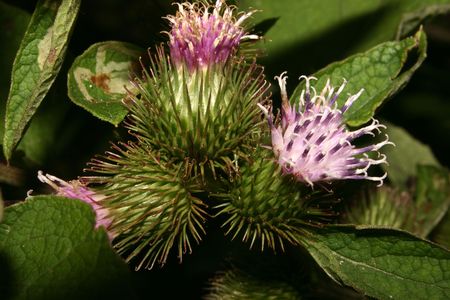 Inflorescence a Burdock (Arctium)の写真素材