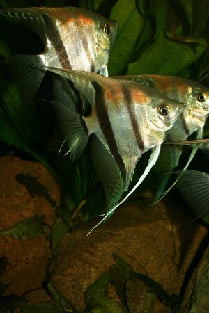 Angelfish (Pterophyllum scalare) in the fish tank