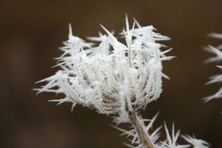 Staffed with frost withered flower in winterの写真素材