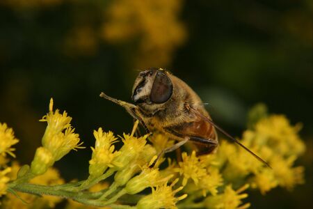 Fly on a flower