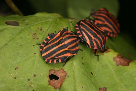 Strip bugs (Graphosoma lineatum) on a leafの写真素材