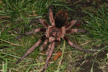 Adult male of Tarantula (Phormictopus cochleasvorax)の写真素材